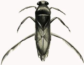 Water Boatman