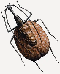 Weevil, of the Beetle Family