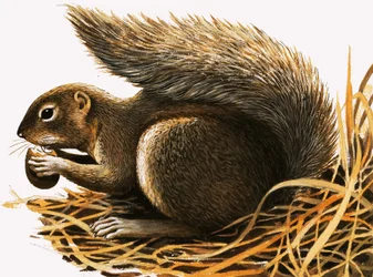 X for... Xerus Erythropus or African Squirrel
