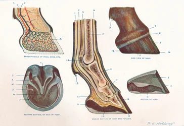 Structure of the foot of a horse, c1907-c1910