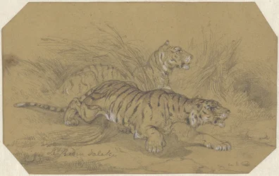 Two Tigers Sneaking Through the Grass