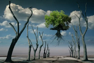 Surreal Floating Tree