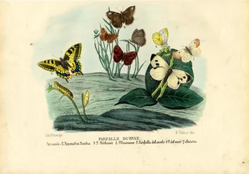 Butterflies
