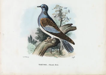 European Turtle Dove
