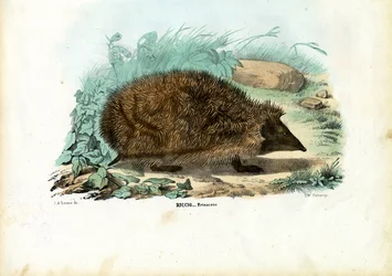 Hedgehog, 1863-79