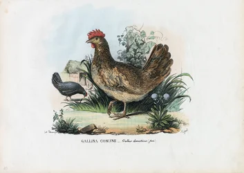 Hen