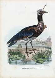 Horned Screamer, 1863-79