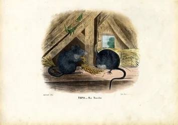 House Mouse