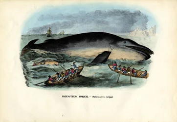 Humpback Whale