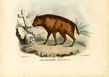 Laughing Hyena