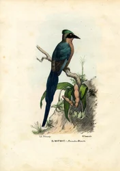 Motmot, 1863-79