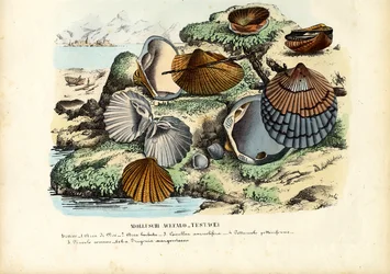 Mussels