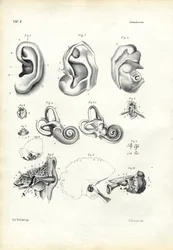 Organ of Hearing, 1863-79