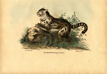 Pampas Cat, 1863-79