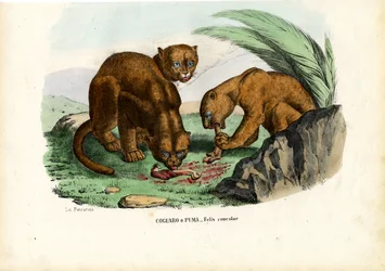 Puma, 1863-79
