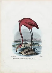 Rosy, 1863-79