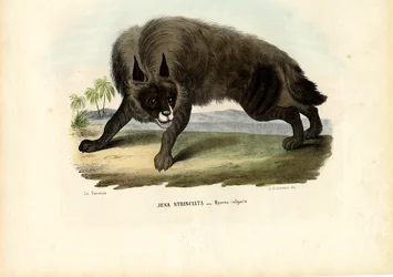 Striped Hyena, 1863-79