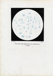 Wheel Animal, 1863-79
