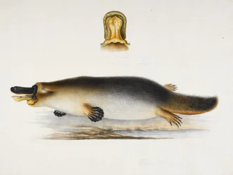 A duck-billed platypus by a pool, with a detail of its bill