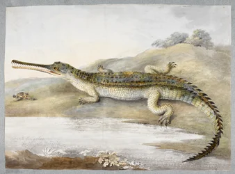 A gherial or Gangetic crocodile face to face with grasshopper, c.1820