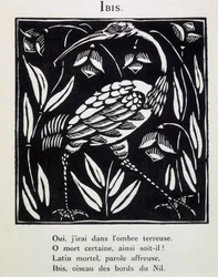 Ibis - in "Le Bestiaire ou cortège d