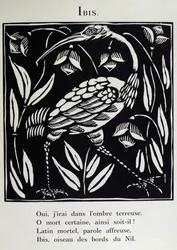 The Ibis, illustration from 