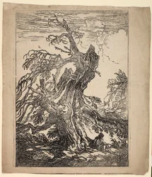 Study of a Tree