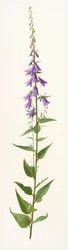 Adenophora species