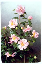 Camellia Japonica Variety