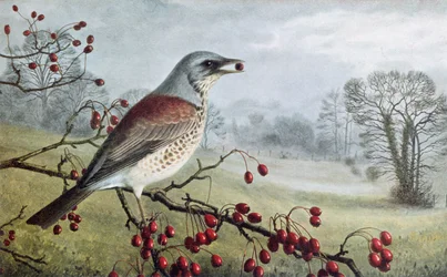 Fieldfare