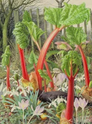 In the Rhubarb Patch, 2000