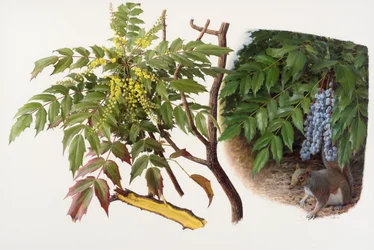 Mahonia japonica, 2008