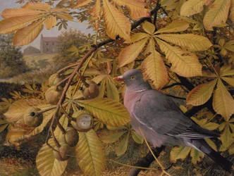 October: Pigeon in Horse Chestnut
