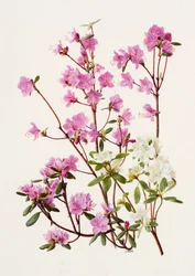 Rhododendron dauricum