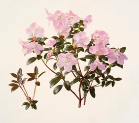 Rhododendron moupinense pink-flowered