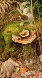 Stoat in Winter, 2000