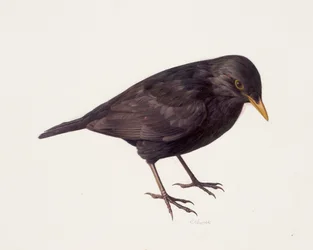 Study of a blackbird