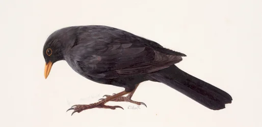 Study of a blackbird