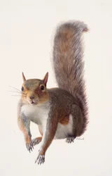 Study of a grey squirrel