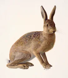 Study of a Hare