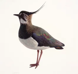Study of a Lapwing