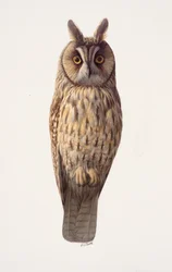 Study of a long-eared owl
