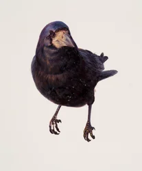 Study of a raven