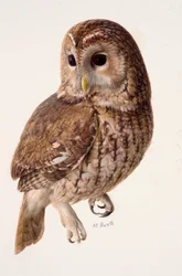 Study of a tawny owl