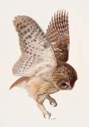 Study of a tawny owl