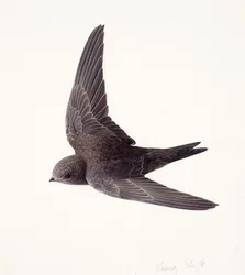 Study of a young swift in flight