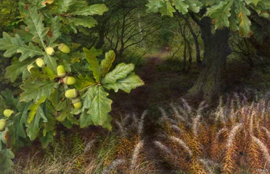 The way into the woods