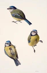 Three studies of a blue tit