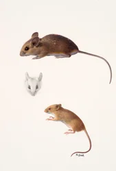 Two studies - a wood mouse and a harvest mouse