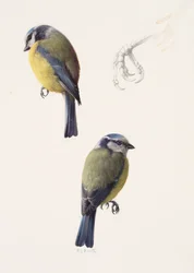 Two studies of a blue tit